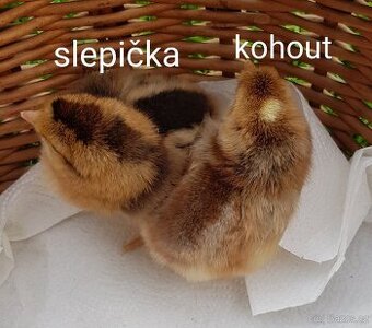 Dvoudenní kuřátka pod kvočnu