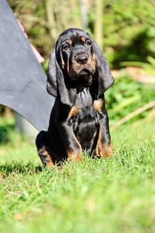 Black and Tan Coonhound s PP FCI