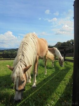 Prodám klisny hafling