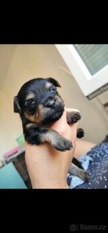 Jorkšírský Yorkšírský teriér