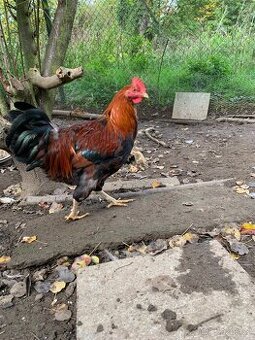 Kohout velsumka+ 2 kuřice rodajlenky březen 2025