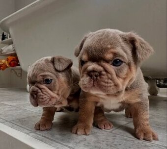 K dispozici registrovaná štěňata francouzského buldočka.