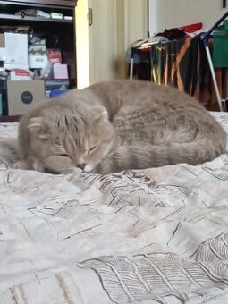 Skotská klapoucha - 1