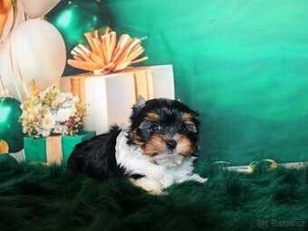 biewer terier s PP jorkšírský pejsek