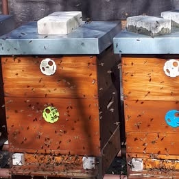 Včelstva vyzimovaná