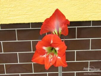 Květuschopné cibule amarylisů, mečíků a venkovních kal.