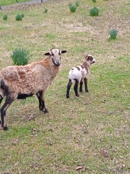 Prodám ovce