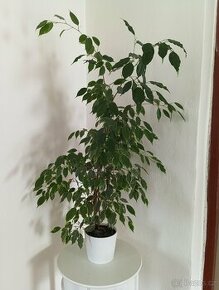 Fikus-Benjamínek-pokojová rostlina cca 100 cm