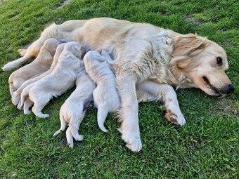Štěňata zlatý retriever, retrívr
