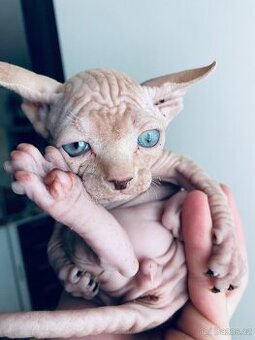 Sphynx