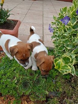 Jack Russel terier