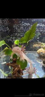 Axolotl mexický - 1