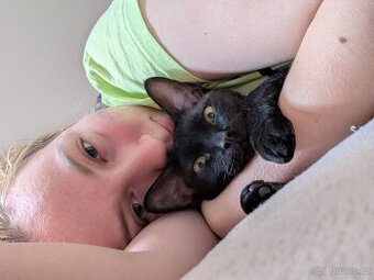 Prodám kocourka Devon Rex