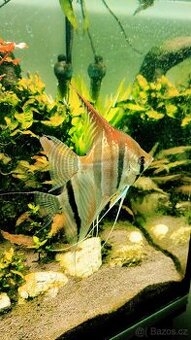 Pterophyllum Santa Isabel