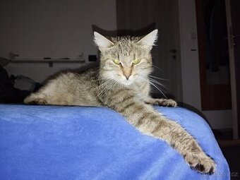Daruji mladou kočičku