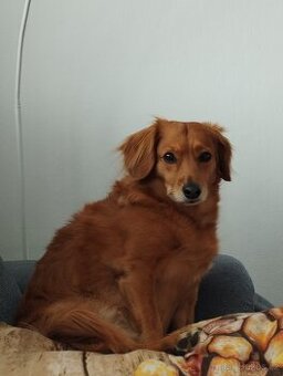 Daruji krásnou a hodnou fenku.