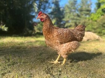 Prodej a rozvoz slepiček v Karlovarském kraji
