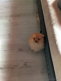 Pomeranian mini Boo
