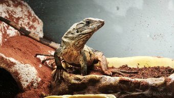 Leguán černý  SLEVA