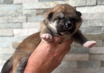 Akita Inu s PP - rodokmen FCI