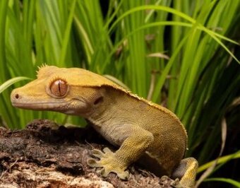 Pagekon Řasnatý, 3 měsíce a Terárium nové 40x40x80. Předání