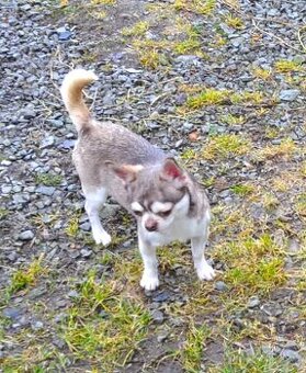 Čivava s pp FCI - chovný pejsek