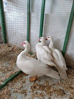 Prodám letošní kachny pižmové bílé,