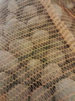 Prodam konzumni brambory