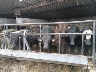 Zástav býčci Angus