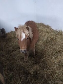 Prodám klisnu shetland pony