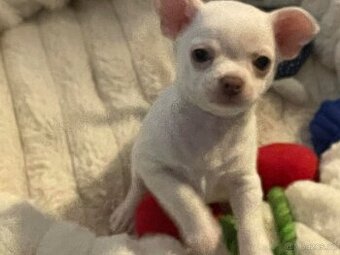 Krátkosrstá čivava