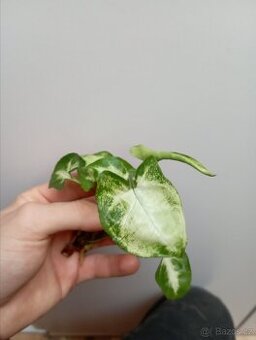 Pokojová rostlina - Syngonium - řízek