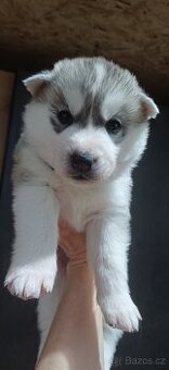 Sibiřský husky štěňátka s pp