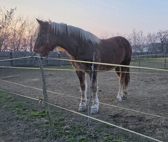 Predám ťažnú kobylu PODOLSKÉHO CHOVU Z PAPIERAMI  A RODOKMEŇ