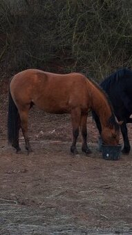 Zvažuji prodej valacha Qh