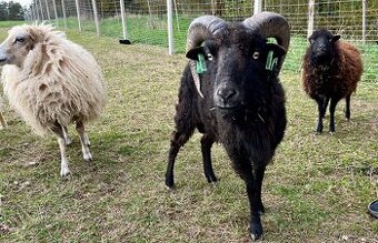 Quessantský beránek