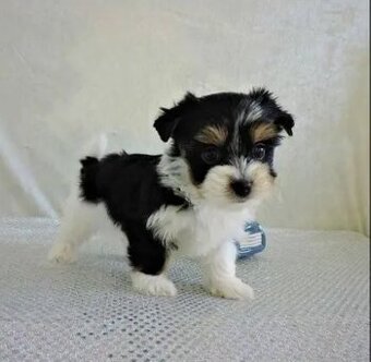 Jorkširsky teriér yorkširsky teriér biwer