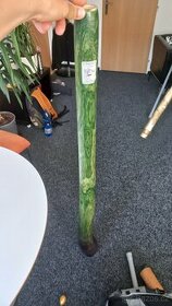 Didgeridoo- E - 1