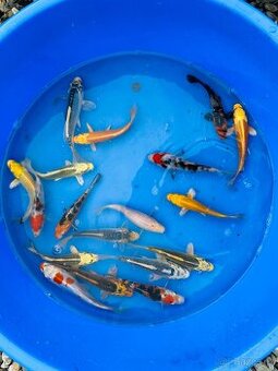 Koi