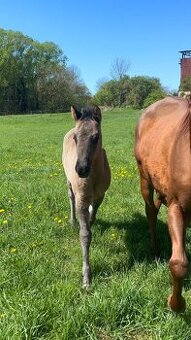 Grullo klisna American Quarter Horse v typu bull