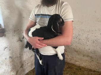 AN a podílové AN kozičky a kozlíci