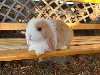 Mini lop beránek - sameček - 1