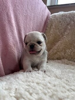 Mops bez PP