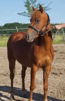 Pony hřebeček