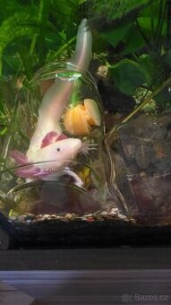 Axolotl - 1