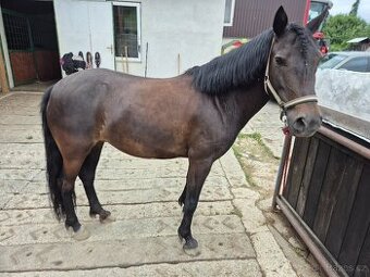 Pony kobylka