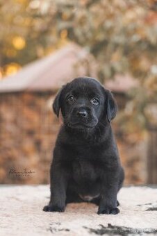 Štěňátko labradora s PP