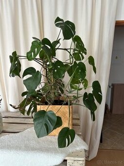 Monstera