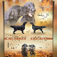 Flat Coated Retriever - štěňátka s PP