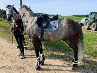 Prodej koňských potřeb pro koně LADY B a RULANDO P